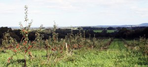 orchard row with view_crop