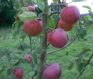 Liberty apples, Pythagoras