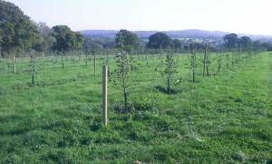 View of Pythagoras in 2011